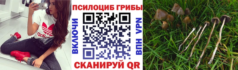 Купить  Яхрома  Галлюциногенные грибы Psilocybe 